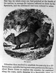 The Agouti, from Santo Domingo Past and Present